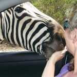 Shelley making a new friend-- a zebra